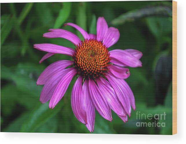 Michelle Meenawong Wood Print featuring the photograph Purple Cone Flower by Michelle Meenawong