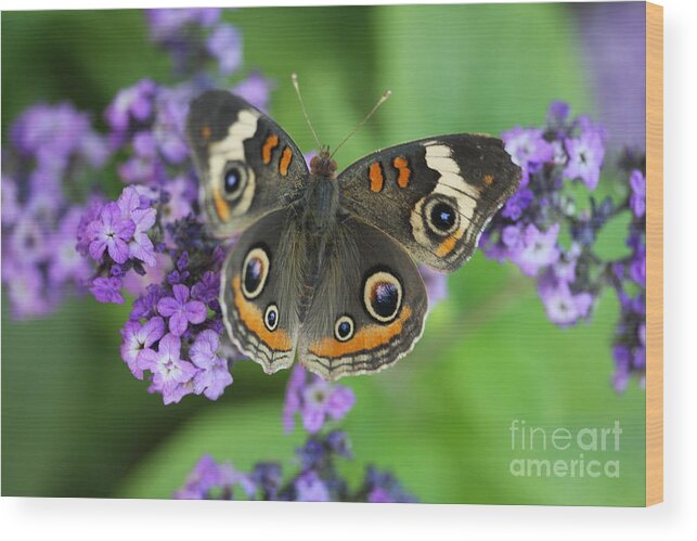 Buckeye Butterfly With Purple Flowers Wood Print featuring the photograph Purple Flowers and Butterfly by Terri Brewster