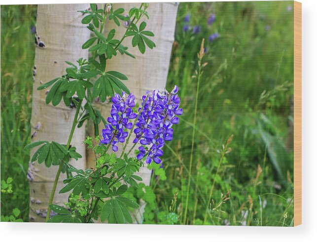 Arizona Wood Print featuring the photograph Purple Lupine and Aspen by Dawn Richards