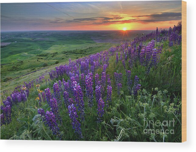 Palouse Wood Print featuring the photograph Purple Lupine Wildflowers at Sunset in the Palouse by Tom Schwabel