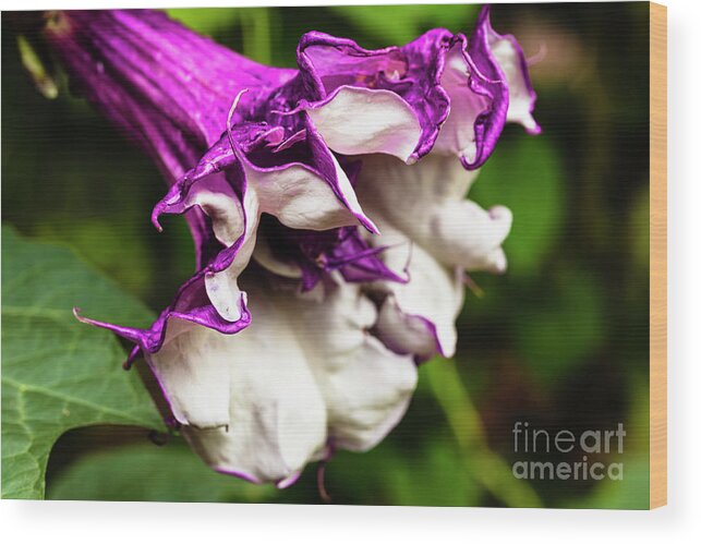 Brugmansia Wood Print featuring the photograph Purple Trumpet Flower by Raul Rodriguez