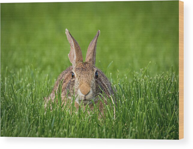 Rabbit Wood Print featuring the photograph Rabbit Gaze by Allin Sorenson