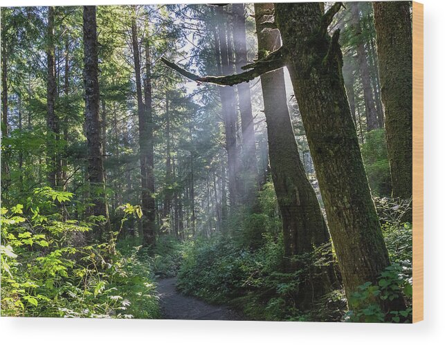 Background Wood Print featuring the photograph Rain Forest at La Push by Ed Clark