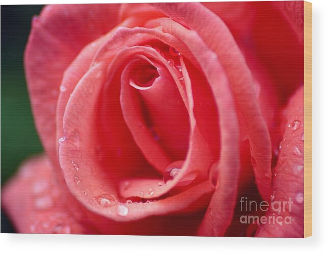 Photography Wood Print featuring the photograph Raindrops on Rose by Larry Ricker