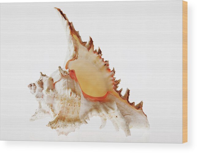 White Background Wood Print featuring the photograph Ramose Murex Shell by Martin Harvey