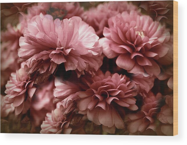 Flowers Wood Print featuring the photograph Ranunculus Petal Play by Jessica Jenney
