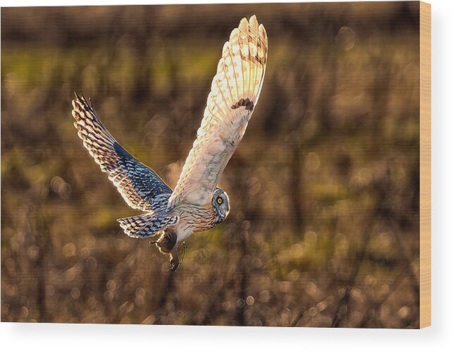  Wood Print featuring the photograph Raptor Attack by Paige Huang