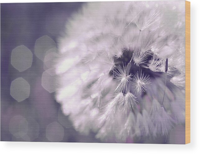 Dandelion Wood Print featuring the photograph Rave by Michelle Wermuth