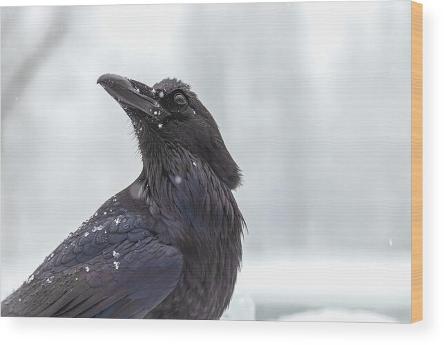 Corvus Corax Wood Print featuring the photograph Raven In Snow by Jonathan Nguyen