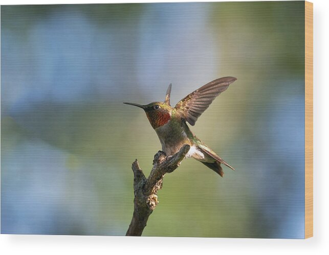 Ruby-throated Humming Bird Wood Print featuring the photograph Ready To Fly by Jian Xu