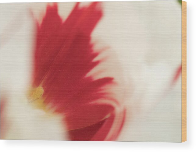 Flower Wood Print featuring the photograph Red and White Tulip by Jeff Folger