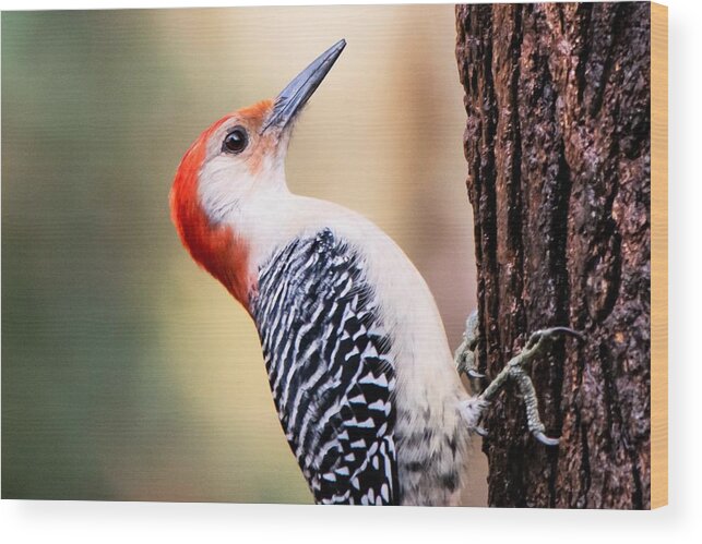 Red Bellied Woodpecker Wood Print featuring the photograph Red Bellied Woodpecker - Macro by Mary Ann Artz