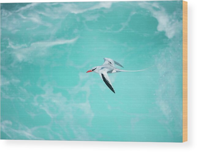 Animals Wood Print featuring the photograph Red-billed Tropicbird Flying by Tui De Roy