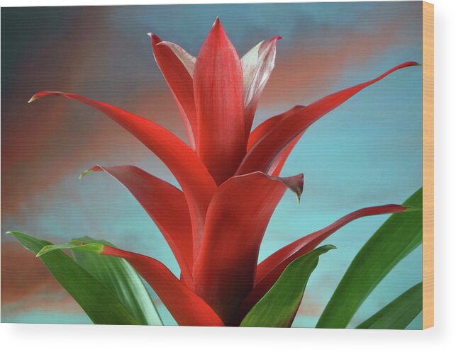 Bromeliad Wood Print featuring the photograph Red Bromeliad by Terence Davis