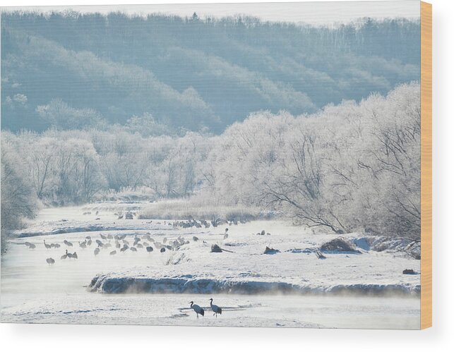 Scenics Wood Print featuring the photograph Red Crowned Cranes In Frozen River by Peter Adams