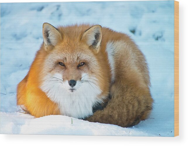 Snow Wood Print featuring the photograph Red Fox by Copyright Michael Cummings