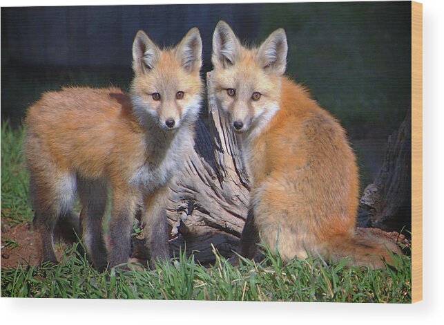 Red Fox Wood Print featuring the photograph Red Fox Kits by Suzanne Stout