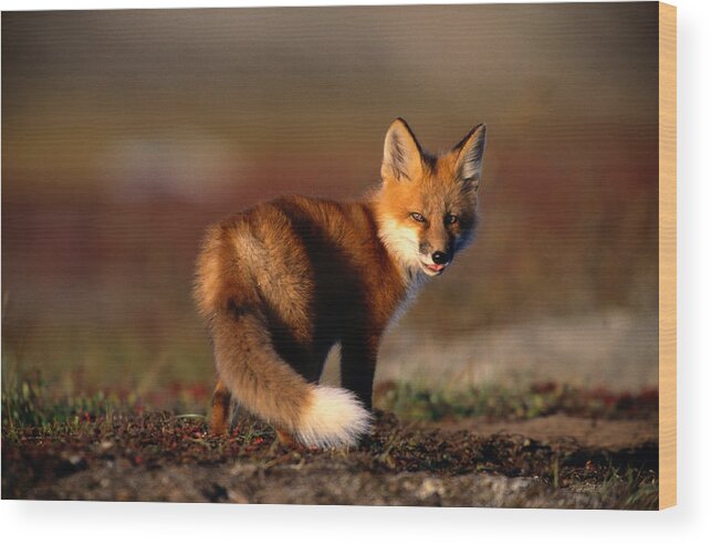 Looking Over Shoulder Wood Print featuring the photograph Red Fox Vulpes Vulpes On Rocky Ridge by Eastcott Momatiuk