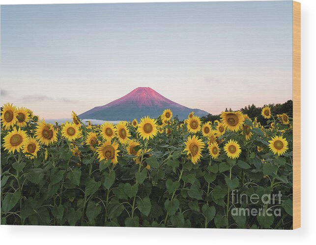 Scenics Wood Print featuring the photograph Red Fuji Over Sunflowers by Yuga Kurita