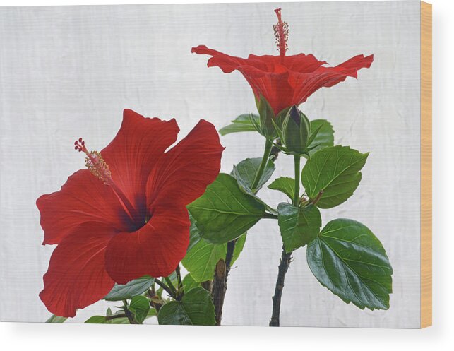 Hibiscus Wood Print featuring the photograph Red Hibiscus Duo by Terence Davis