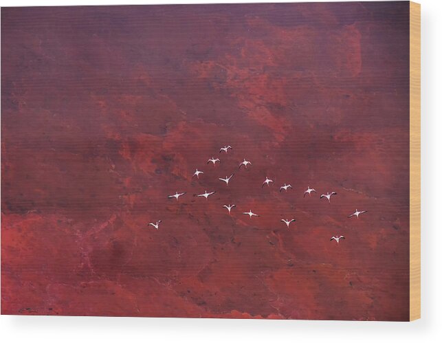 Aerial Wood Print featuring the photograph Red Land (1) by Hao Jiang