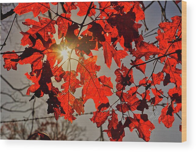 Fall Wood Print featuring the photograph Red Leaves by Meta Gatschenberger