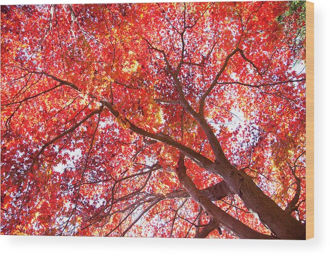 Non-urban Scene Wood Print featuring the photograph Red Maple Tree by Pasmal/a.collectionrf