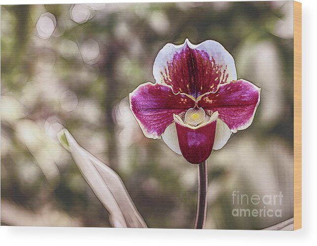 Digitally Wood Print featuring the photograph Red Orchid with Bokeh by Roslyn Wilkins