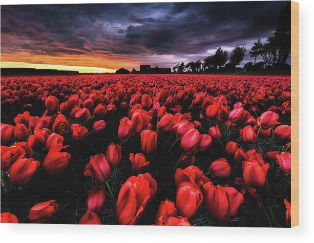 Landscape Wood Print featuring the photograph Red passion by Jorge Maia
