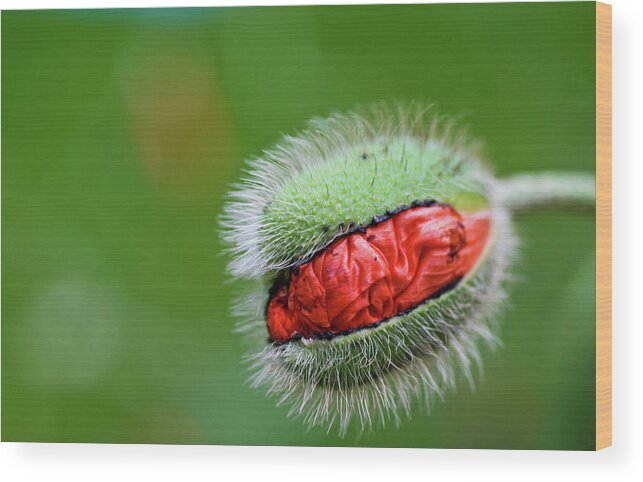 Bud Wood Print featuring the photograph Red Poppy Bud , Close-up by Universal Stopping Point Photography