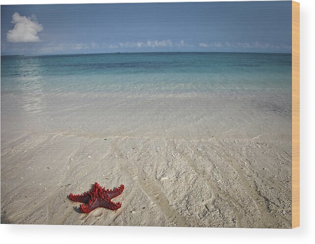 Tanzania Wood Print featuring the photograph Red Sea Star by Alessandro Capurso