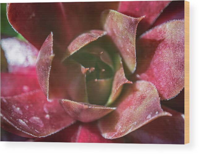 Beautiful Wood Print featuring the photograph Red Sempervivum Macro by Scott Lyons