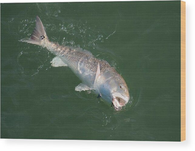Red Drum Wood Print featuring the photograph Redfish on the line by Bradford Martin
