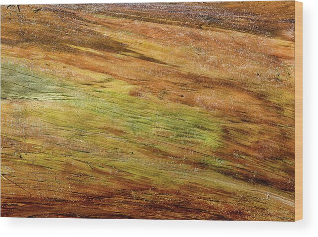 Driftwood Wood Print featuring the photograph Redwood Driftwood Abstract by Kathleen Bishop