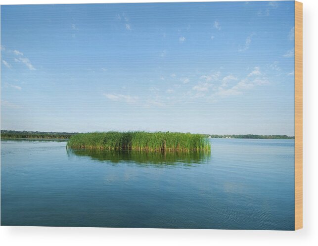 Outdoors Wood Print featuring the photograph Reed Bed, Bald Eagle Lake, St. Paul by Lawrencesawyer