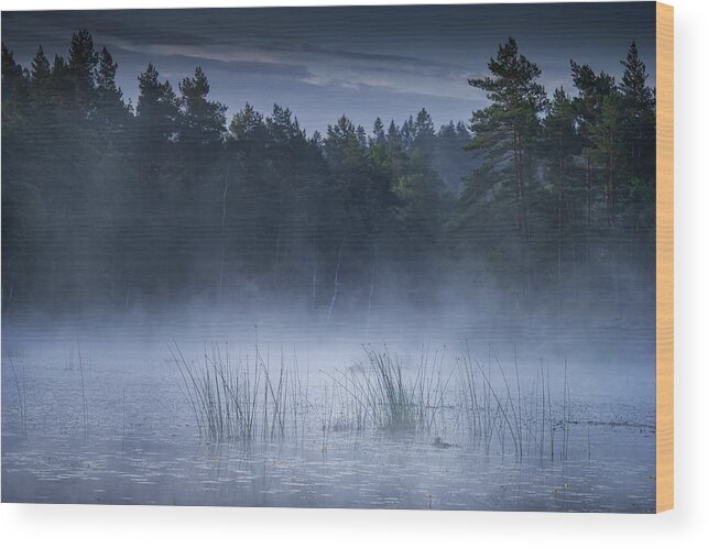 Fog Wood Print featuring the photograph Reed by Benny Pettersson
