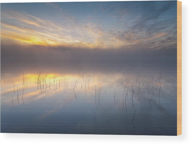 Lake Wood Print featuring the photograph Reeds by Keller