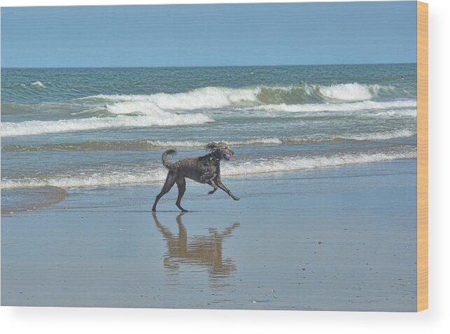 Air Wood Print featuring the photograph Reflections Of A Dog by Jamart Photography