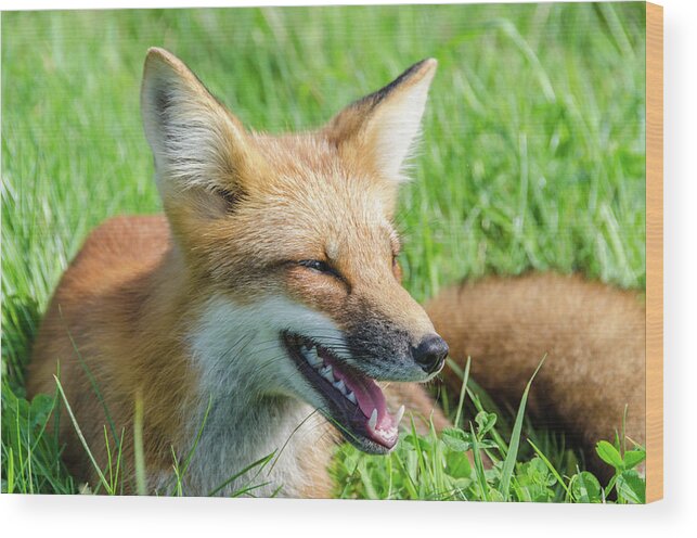 Cavendish Wood Print featuring the photograph Resting Red Fox by Douglas Wielfaert