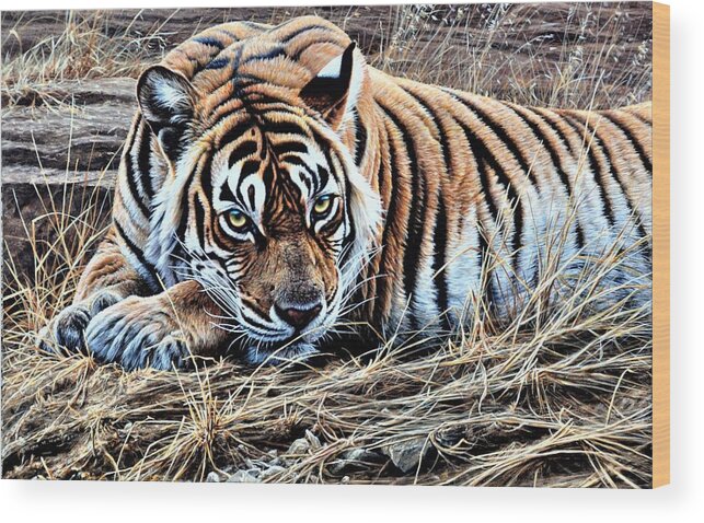 Keywords: Paintings Wood Print featuring the painting Resting Tiger by Alan M Hunt by Alan M Hunt