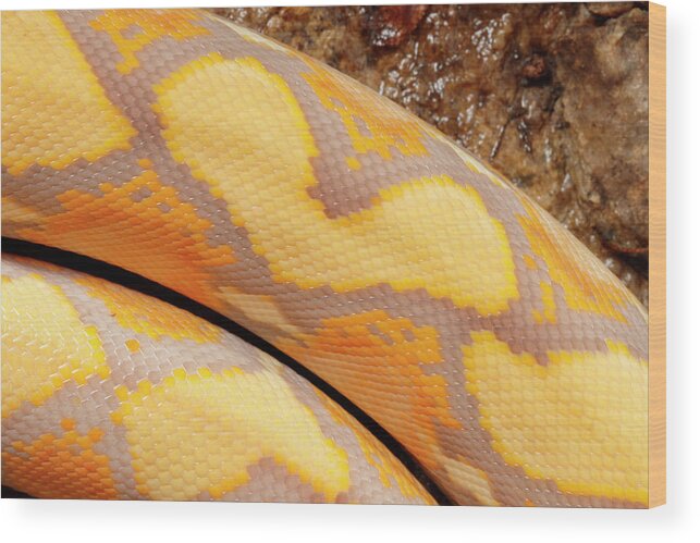 Albino Wood Print featuring the photograph Reticulated Python, Lavender Albino by David Kenny