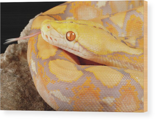 Albino Wood Print featuring the photograph Reticulated Python Lavender Morph by David Kenny