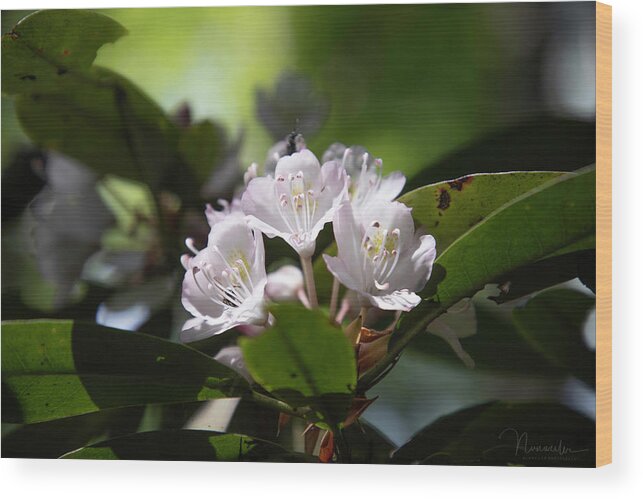 Art Prints Wood Print featuring the photograph Rhododendron 02 by Nunweiler Photography
