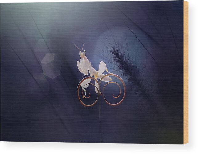 Macro Wood Print featuring the photograph Riding A Bicycle by Andri Priyadi