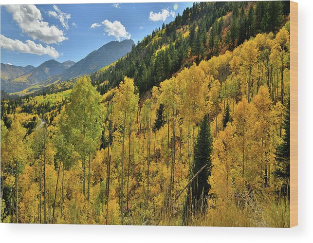 Colorado Wood Print featuring the photograph Roadside Fall Colors while Ascending to McClure Pass by Ray Mathis