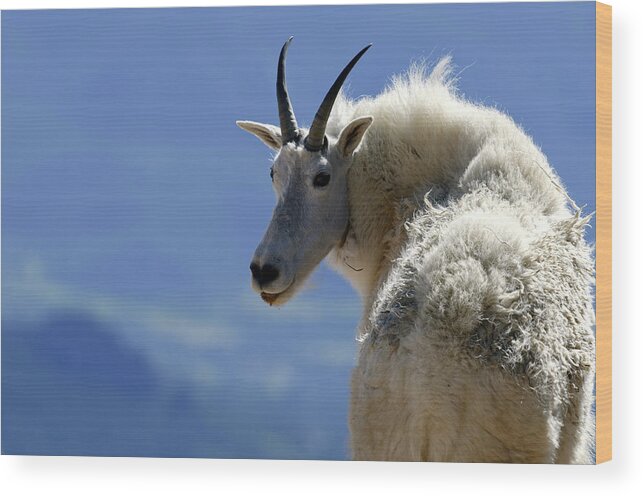 Horned Wood Print featuring the photograph Rocky Mountain Goat Oreamnos Americanus by Elementalimaging