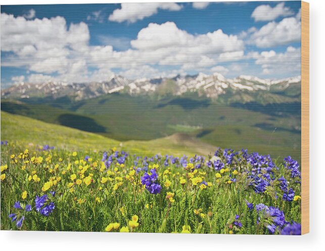 Scenics Wood Print featuring the photograph Rocky Mountain Range And Wildflowers by Skibreck