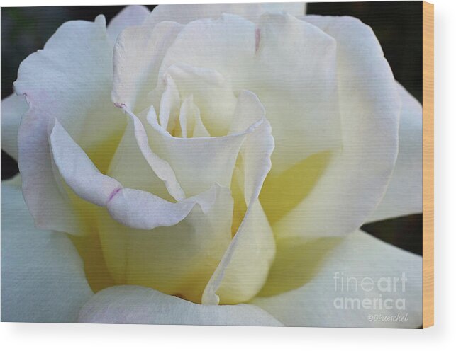 Rose Wood Print featuring the photograph Rose by Debby Pueschel