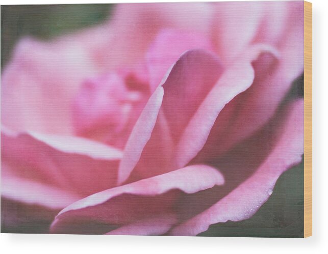 Rose Wood Print featuring the photograph Rose Petals by Cindi Ressler