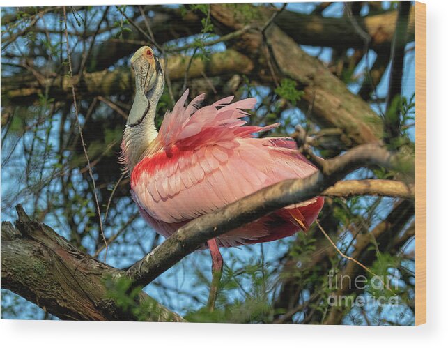 Birds Wood Print featuring the photograph Roseate Spoonbill Poses  by DB Hayes